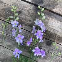 Speronella dei campi Blue Bell (Consolida ajacis) semi