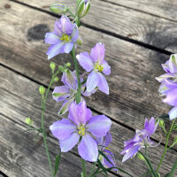 Speronella dei campi Blue Bell (Consolida ajacis) semi