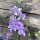 Speronella dei campi Blue Bell (Consolida ajacis) semi