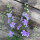 Speronella dei campi Blue Bell (Consolida ajacis) semi