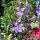 Speronella dei campi Blue Bell (Consolida ajacis) semi