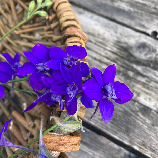 Speronella dei campi Blue Spire  (Consolida ajacis) semi
