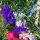 Speronella dei campi Blue Spire  (Consolida ajacis) semi