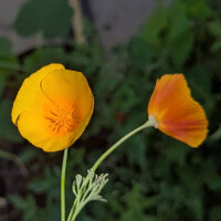 Papavero della California Ballerina Mix (Eschscholzia californica) semi