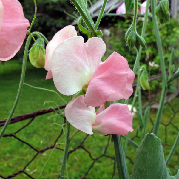 Pisello odoroso rosa pallido ‘Mollie Rilstone’ (Lathyrus odoratus) semi