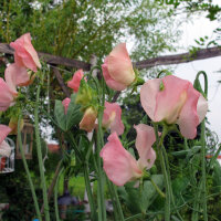 Pisello odoroso rosa pallido ‘Mollie...