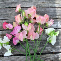 Pisello odoroso rosa pallido ‘Mollie Rilstone’ (Lathyrus odoratus) semi