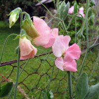 Pisello odoroso rosa pallido ‘Mollie Rilstone’ (Lathyrus odoratus) semi