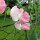 Pisello odoroso rosa pallido ‘Mollie Rilstone’ (Lathyrus odoratus) semi