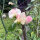 Pisello odoroso rosa pallido ‘Mollie Rilstone’ (Lathyrus odoratus) semi