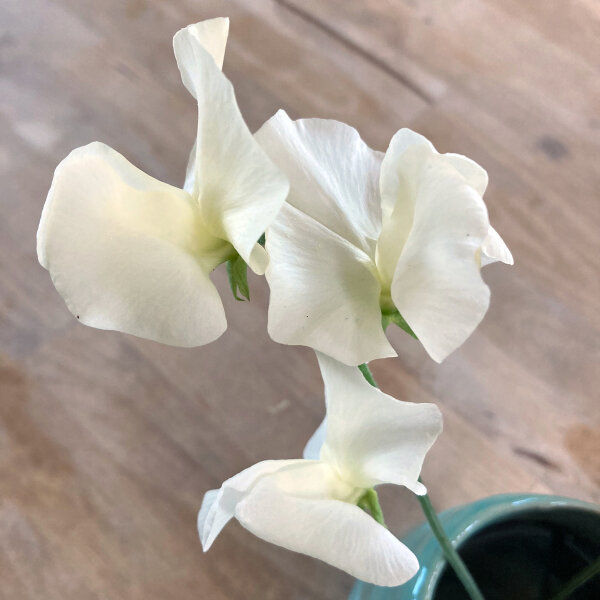 Pisello odoroso bianco ‘Ice Cream’ (Lathyrus odoratus) semi