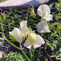 Pisello odoroso bianco ‘Ice Cream’ (Lathyrus...