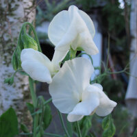 Pisello odoroso bianco ‘Ice Cream’ (Lathyrus odoratus) semi