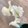 Pisello odoroso bianco ‘Ice Cream’ (Lathyrus odoratus) semi