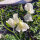 Pisello odoroso bianco ‘Ice Cream’ (Lathyrus odoratus) semi