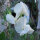 Pisello odoroso bianco ‘Ice Cream’ (Lathyrus odoratus) semi