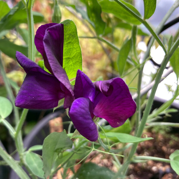 Pisello odoroso blu-violetto Lord Nelson (Lathyrus odoratus) semi