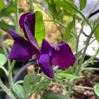 Pisello odoroso blu-violetto Lord Nelson (Lathyrus...