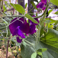 Pisello odoroso blu-violetto Lord Nelson (Lathyrus...
