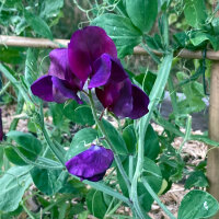 Pisello odoroso blu-violetto Lord Nelson (Lathyrus odoratus) semi