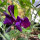 Pisello odoroso blu-violetto Lord Nelson (Lathyrus odoratus) semi