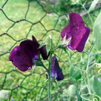 Pisello odoroso bordeaux Beaujolais (Lathyrus odoratus) semi