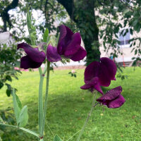 Pisello odoroso bordeaux Beaujolais (Lathyrus odoratus) semi