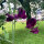 Pisello odoroso bordeaux Beaujolais (Lathyrus odoratus) semi