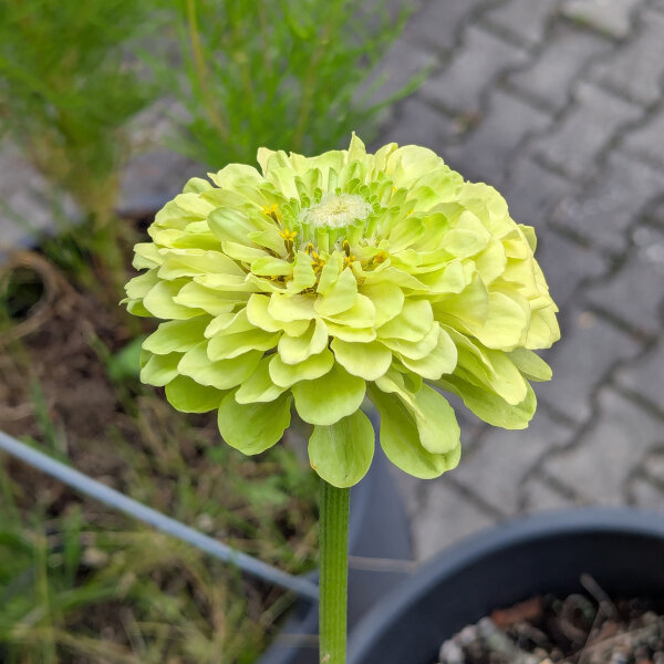 Zinnia Envy (Zinnia elegans) semi
