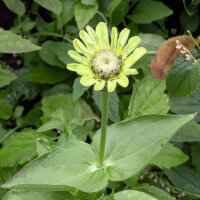 Zinnia Envy (Zinnia elegans) semi