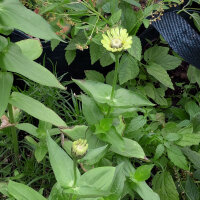 Zinnia Envy (Zinnia elegans) semi