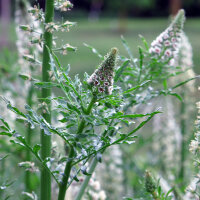 Reseda alba (Reseda alba) semi