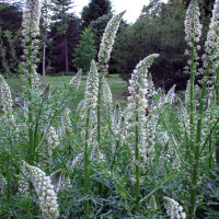 Reseda alba (Reseda alba) semi