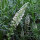 Reseda alba (Reseda alba) semi
