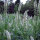 Reseda alba (Reseda alba) semi