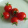 Pomodoro Ciliegino (Solanum lycopersicum) semi biologici