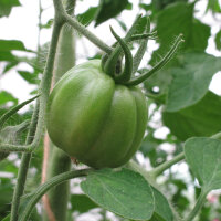 Pomodoro Cuore di bue (Solanum lycopersicum) semi biologici