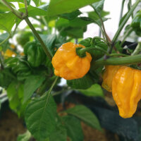 Peperoncino Trinidad Scorpion Giallo (Capsicum chinense)...