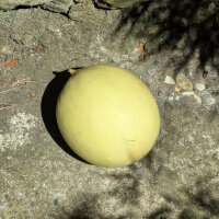 Melone mielato Oliwin  (Cucumis melo) semi