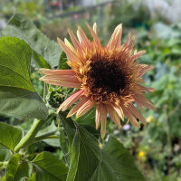 Girasole rosa antico ‘Astra Rose’ (Helianthus...