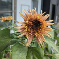 Girasole rosa antico ‘Astra Rose’ (Helianthus...
