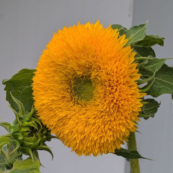 Girasole doppio Tall Sungold (Helianthus annuus) semi