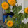 Girasole doppio Tall Sungold (Helianthus annuus) semi