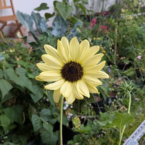 Girasole giallo pallido Vanilla Ice (Helianthus debilis) semi