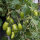 Pomodoro nano giallo Banana Legs (Solanum lycopersicum) semi