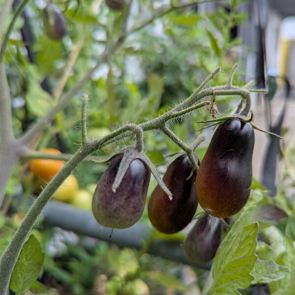 Pomodoro ciliegino giallo-viola ‘Indigo Pear Drops’ (Solanum lycopersicum) semi