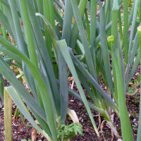 Cipollotto White Lisbon (Allium cepa) semi