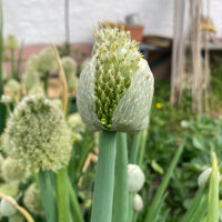 Cipollotto White Lisbon (Allium cepa) semi