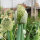 Cipollotto White Lisbon (Allium cepa) semi