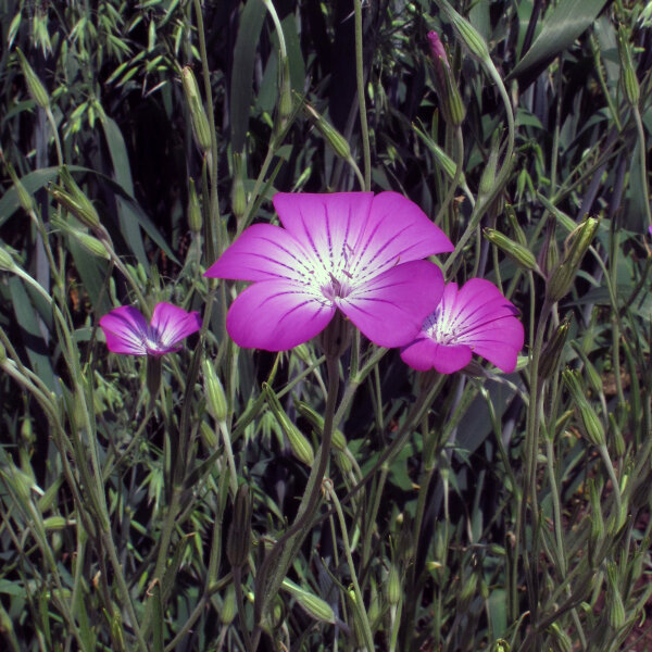 Gittaione comune (Agrostemma githago)  semi